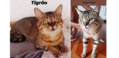 2 gatos tigrados. Tigrão e Tigrinho